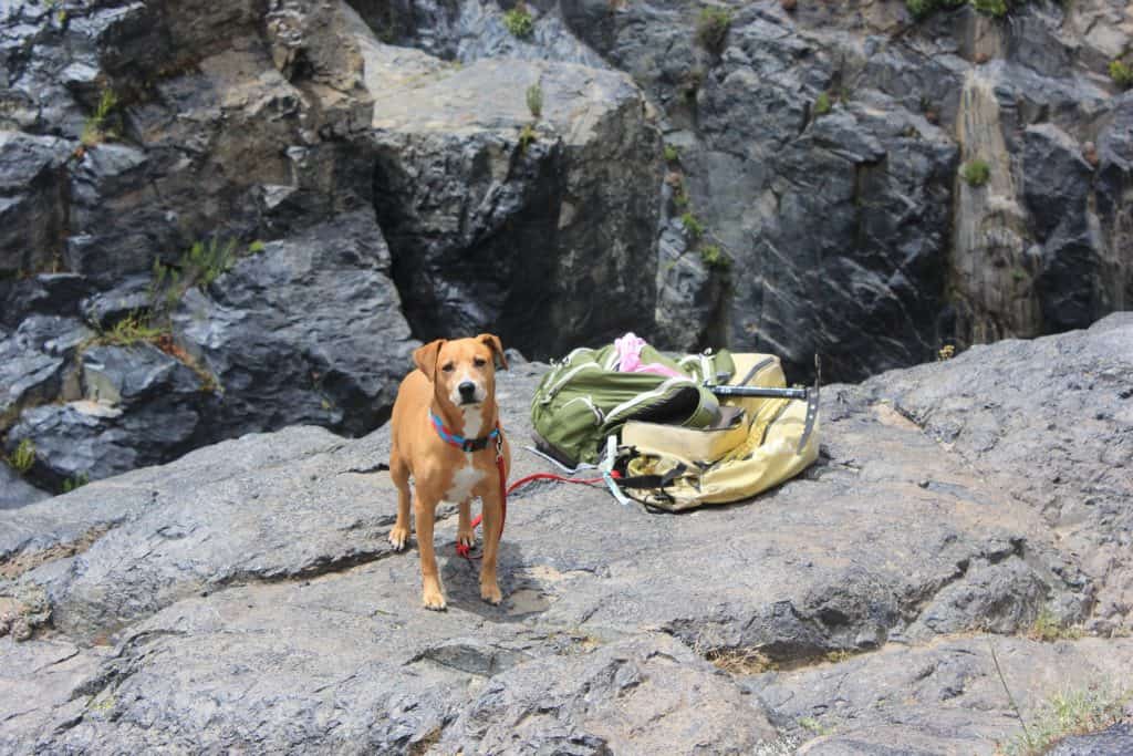 escursionismo con il cane in montagna