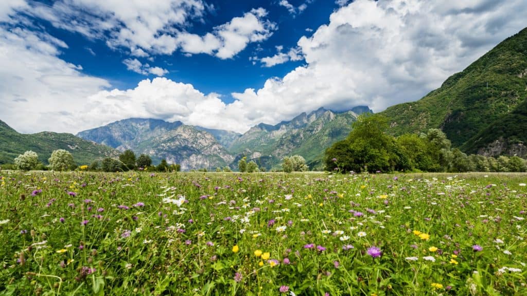 Un prato con fiori di campo e montagne sullo sfondo, ideale per passeggiate per bambini in Valtellina.