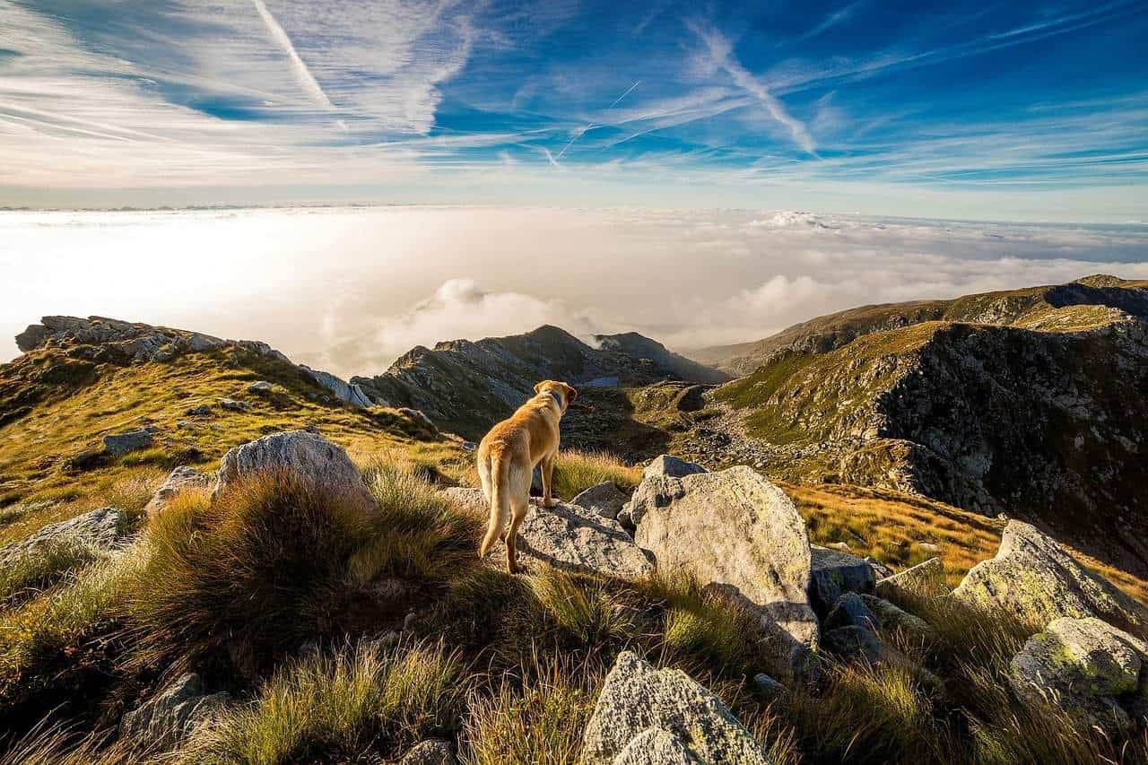 un cane su un'altura di montagna